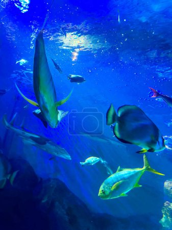 Different fishes swimming in sea, low angle view. Underwater world