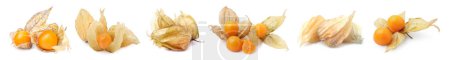 Frutos maduros de physalis naranja con cáliz aislado en blanco, engastado