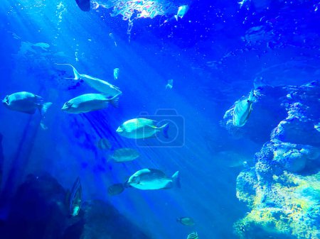 Verschiedene Fische schwimmen im Meer, Blick aus dem niedrigen Winkel. Unterwasserwelt