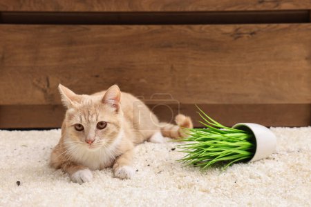 Téléchargez les photos : Mignon gingembre chat près renversé plante d'intérieur sur tapis à la maison - en image libre de droit