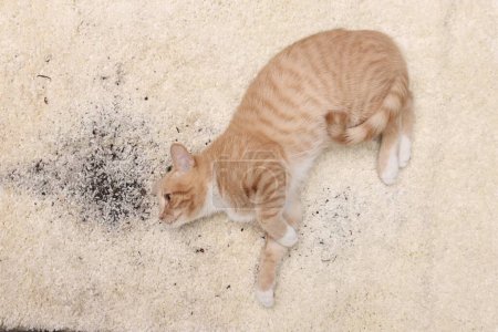 Téléchargez les photos : Chat roux mignon sur tapis avec sol dispersé, vue de dessus - en image libre de droit