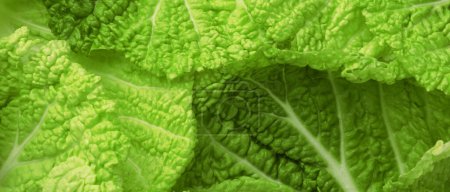 Fresh Chinese cabbage leaves as background, top view. Banner design