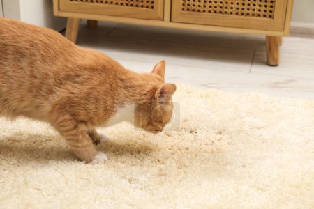 Foto de Lindo gato olfateando punto húmedo en la alfombra beige en casa. Espacio para texto - Imagen libre de derechos