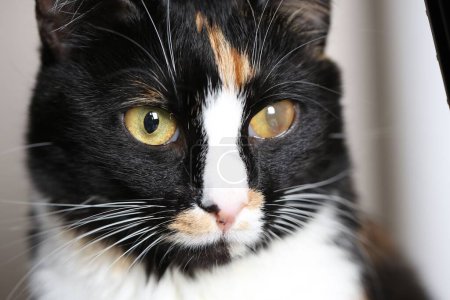 Foto de Lindo gato con opacidad corneal en el ojo sobre fondo borroso, primer plano - Imagen libre de derechos