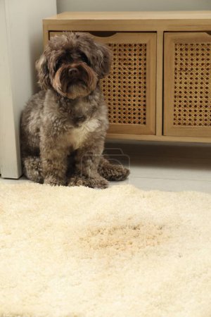 Foto de Lindo perro cerca de punto húmedo en alfombra beige en casa - Imagen libre de derechos