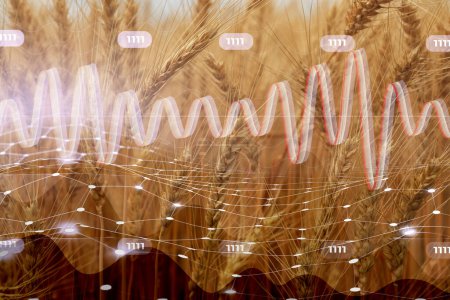 Grain prices. Wheat field and graphs, double exposure