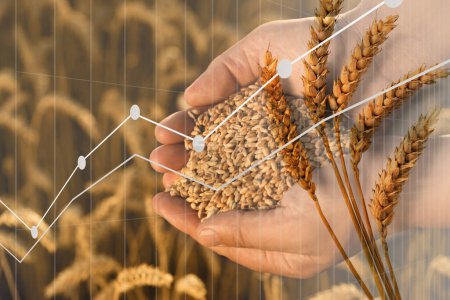 Getreidepreise. Mehrfachbelichtung mit Weizenfeld und Grafik