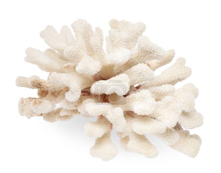 Schöne exotische Meereskorallen isoliert auf weißem Grund, von oben gesehen
