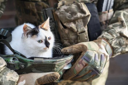 Ukrainian soldier rescuing animal. Little stray cat sitting in helmet, closeup