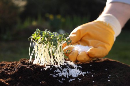 Téléchargez les photos : Homme fertilisant le sol avec de jeunes microverts en croissance à l'extérieur, accent sélectif - en image libre de droit