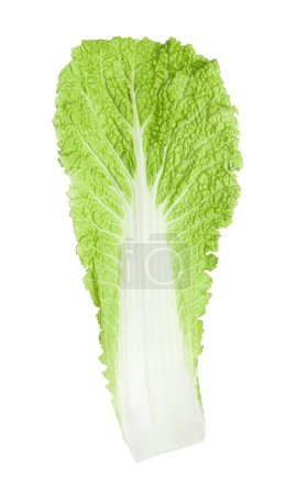 Fresh leaf of Chinese cabbage isolated on white