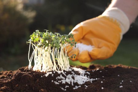 Téléchargez les photos : L'homme fertilisant le sol avec de jeunes microverts en croissance le jour ensoleillé, accent sélectif - en image libre de droit