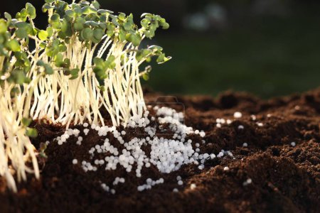 Young microgreens growing in soil with granulated fertilizer outdoors, closeup. Space for text