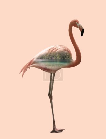 Doppelbelichtung des schönen Flamingos und des Flusses
