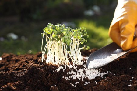 Téléchargez les photos : Homme fertilisant le sol avec de jeunes microverts en croissance à l'extérieur, accent sélectif - en image libre de droit