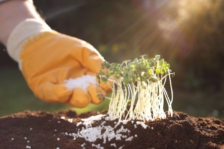 Téléchargez les photos : L'homme fertilisant le sol avec de jeunes microverts en croissance le jour ensoleillé, accent sélectif - en image libre de droit