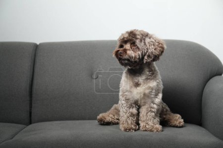 Cute Maltipoo dog on sofa indoors, space for text. Lovely pet