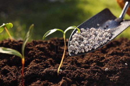 Téléchargez les photos : Fertilisation du sol avec de jeunes pousses poussant à l'extérieur, gros plan - en image libre de droit