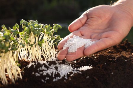 Téléchargez les photos : Homme fertilisant le sol avec de jeunes microverts en croissance à l'extérieur, gros plan - en image libre de droit