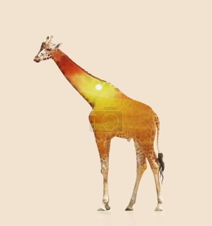 Double exposition de girafe Rothschild et désert sablonneux