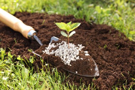 Shovel with soil, fertilizer and seedling outdoors, closeup