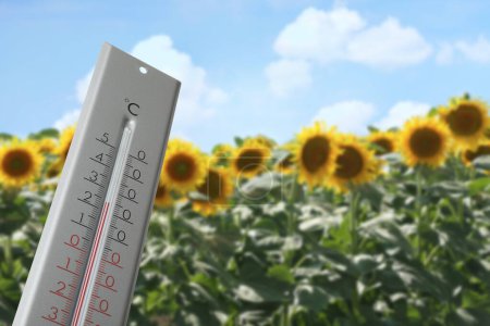 Foto de Termómetro en campo de girasol que muestra temperatura, clima de verano - Imagen libre de derechos