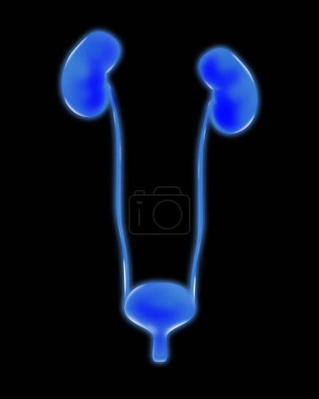 Human urinary system on black background, vector illustration