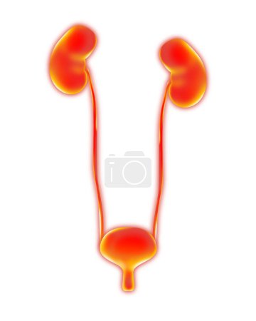 Human urinary system on white background, vector illustration