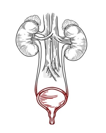 Sistema urinario humano sobre fondo blanco, ilustración vectorial