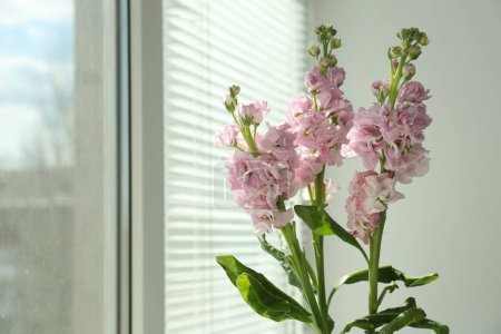 Beautiful pink flowers indoors, space for text