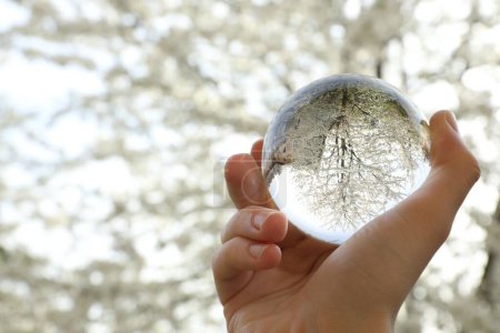 Beautiful tree with white blossoms outdoors, overturned reflection. Man holding crystal ball in spring garden, closeup. Space for text