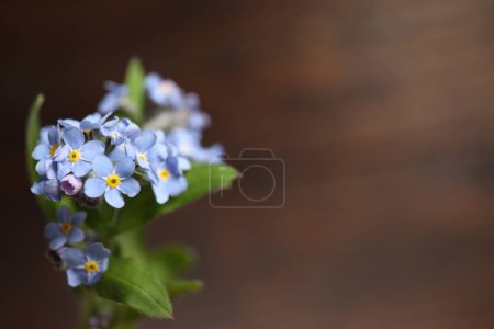 Beautiful forget-me-not flowers against blurred background, closeup. Space for text