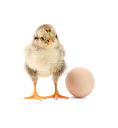 Photo for Cute chick and egg isolated on white. Baby animal - Royalty Free Image