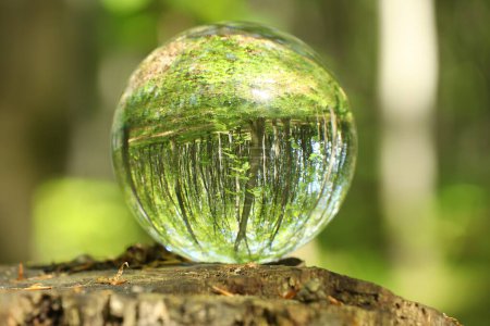 Green trees outdoors, overturned reflection. Crystal ball on stump in forest