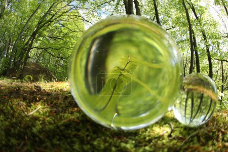 Beautiful plant growing outdoors, overturned reflection. Crystal balls in forest