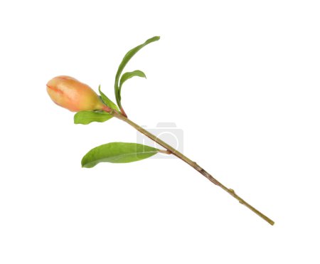 Pomegranate branch with green leaves and bud on white background