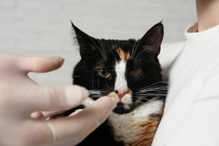 Foto de Veterinario examinando gato lindo con opacidad corneal sobre fondo borroso, primer plano - Imagen libre de derechos
