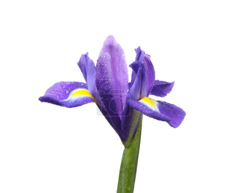 Beautiful violet iris flower with water drops isolated on white