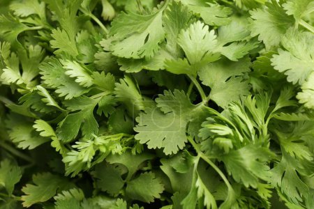 Fresh green coriander leaves as background, top view