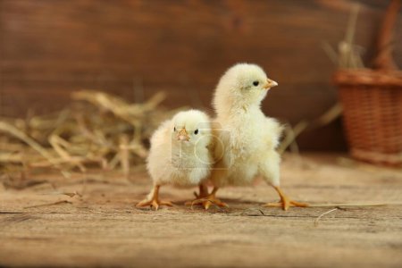 Photo for Cute chicks on wooden table. Baby animals - Royalty Free Image