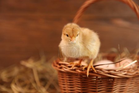 Photo for Cute chick and wicker basket on blurred background, space for text. Baby animal - Royalty Free Image