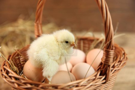 Photo for Cute chick and eggs in wicker basket on blurred background. Baby animal - Royalty Free Image