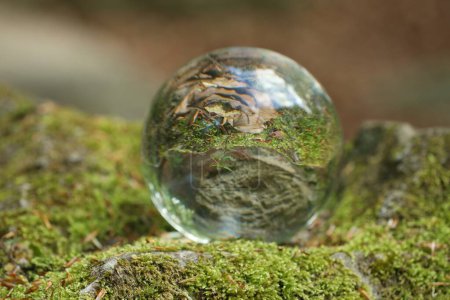Schöne Pflanze, grünes Gras und trockenes Laub, umgeworfenes Spiegelbild. Kristallkugel auf Steinoberfläche mit Moos im Wald