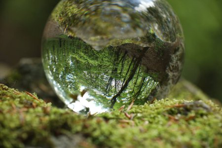 Schöner Wald mit Bäumen, umgeworfenes Spiegelbild. Kristallkugel auf grünem Rasen mit Moos im Freien