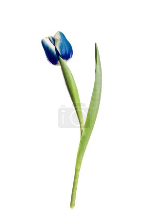 Photo for Beautiful blue tulip isolated on white. Bright flower - Royalty Free Image