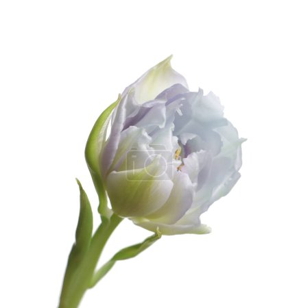 Photo for Beautiful light blue tulip isolated on white. Bright flower - Royalty Free Image