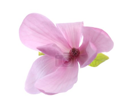 Belle fleur de magnolia rose isolée sur blanc