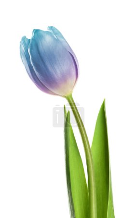 Photo for Beautiful blue purple tulip isolated on white. Bright flower - Royalty Free Image
