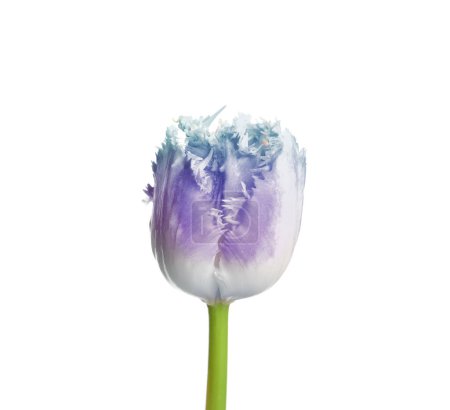 Photo for Beautiful blue purple tulip isolated on white. Bright flower - Royalty Free Image