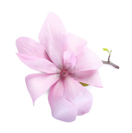 Belle fleur de magnolia rose isolée sur blanc